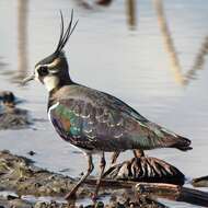 Image of Lapwing