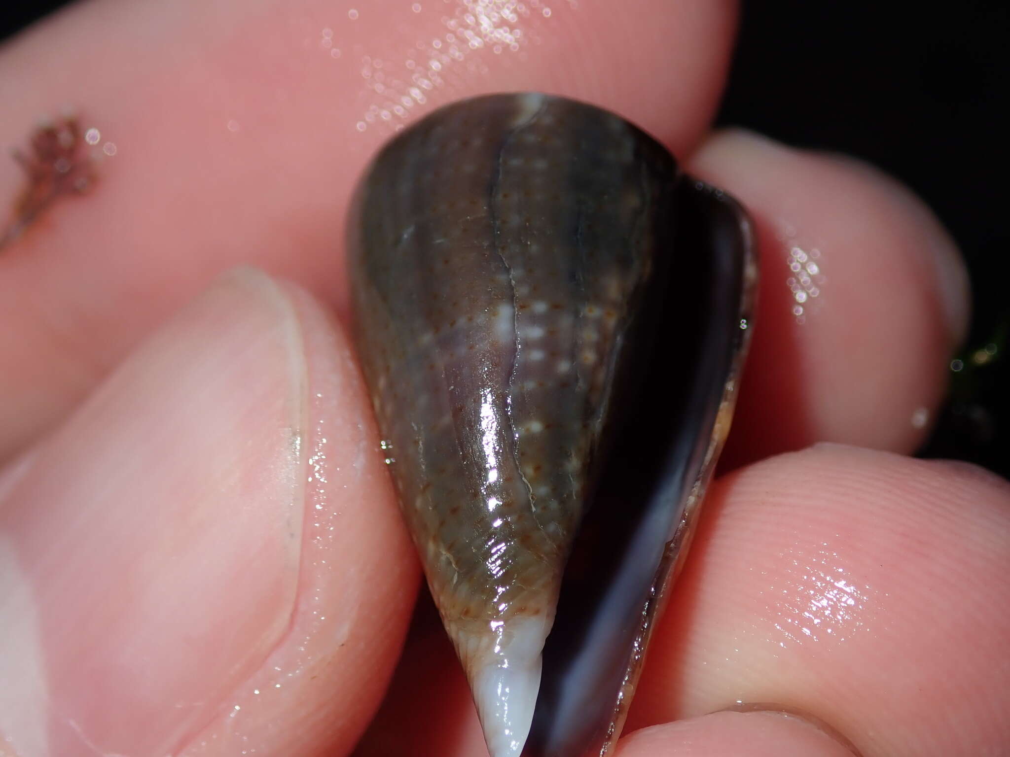 Image of Conus papilliferus G. B. Sowerby I 1834