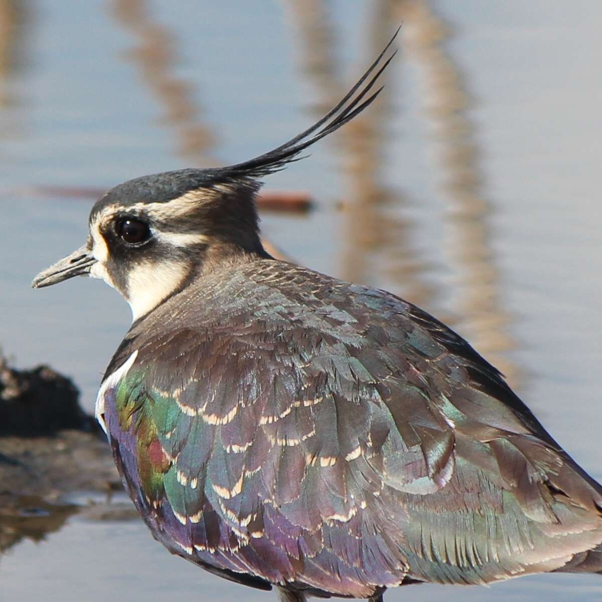 Image of Lapwing