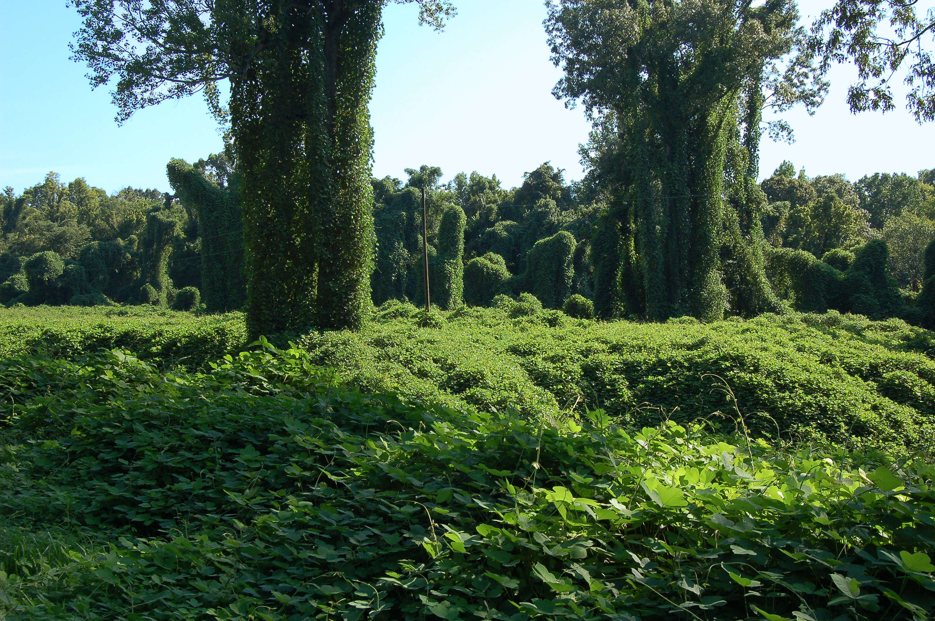 Image de Pueraria montana (Lour.) Merr.