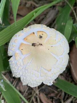 صورة Saproamanita prairiicola (Peck) Redhead, Vizzini, Drehmel & Contu 2016