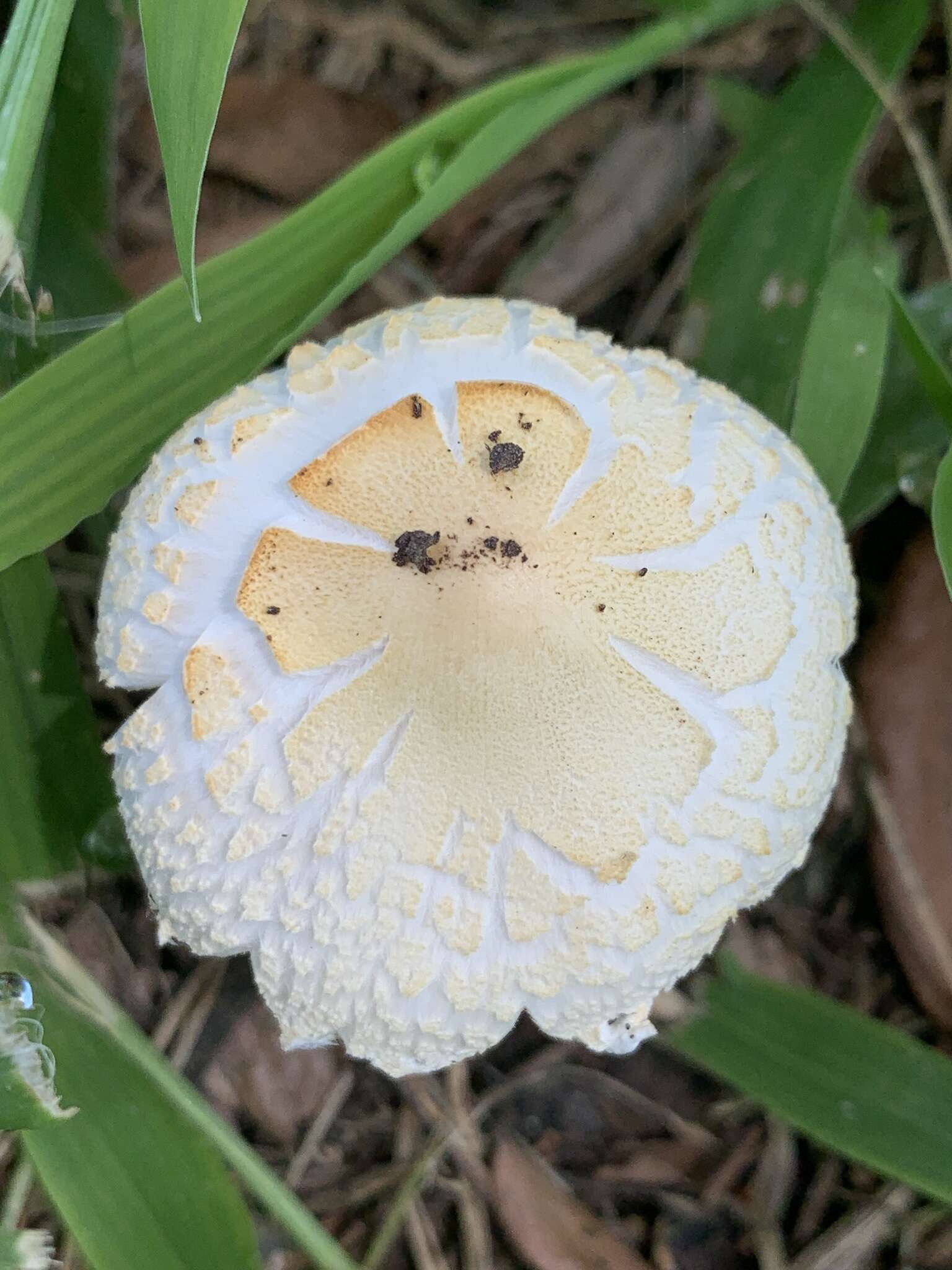 Слика од Saproamanita prairiicola (Peck) Redhead, Vizzini, Drehmel & Contu 2016