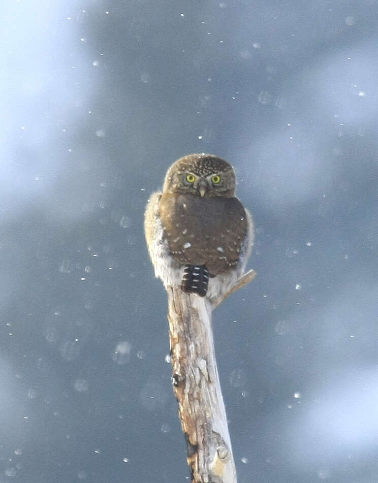 Image of Northern Pygmy Owl