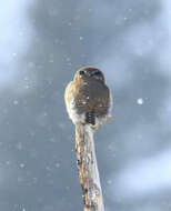 Image of Northern Pygmy Owl