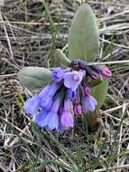 Mertensia longiflora Greene resmi