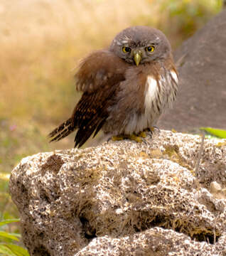 Image of Northern Pygmy Owl