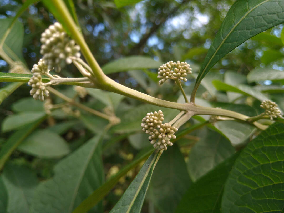 Imagem de Aegiphila integrifolia (Jacq.) B. D. Jacks.