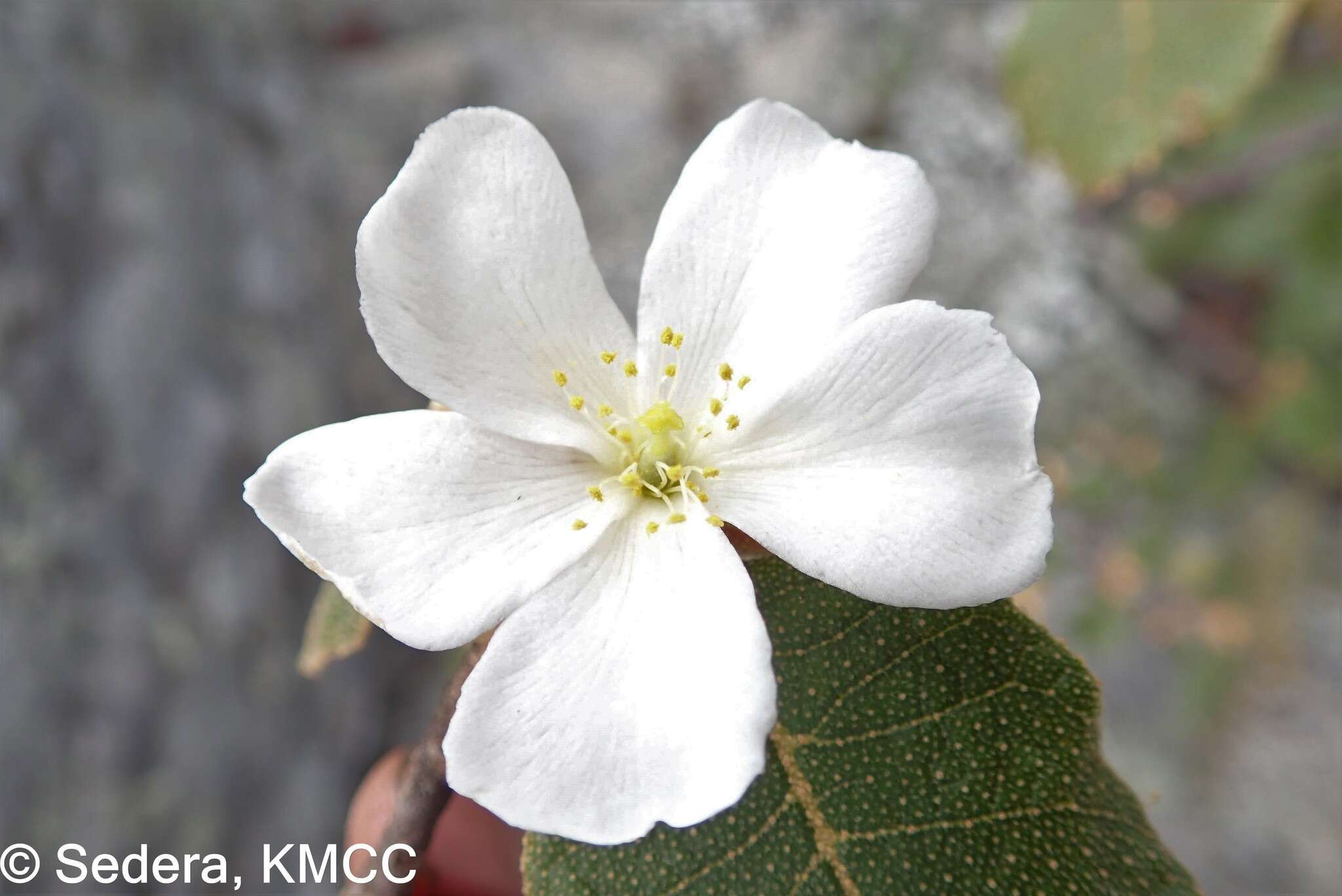 Слика од Perrierodendron quartzitorum J.-F. Leroy, Lowry, Haev., Labat & G. E. Schatz