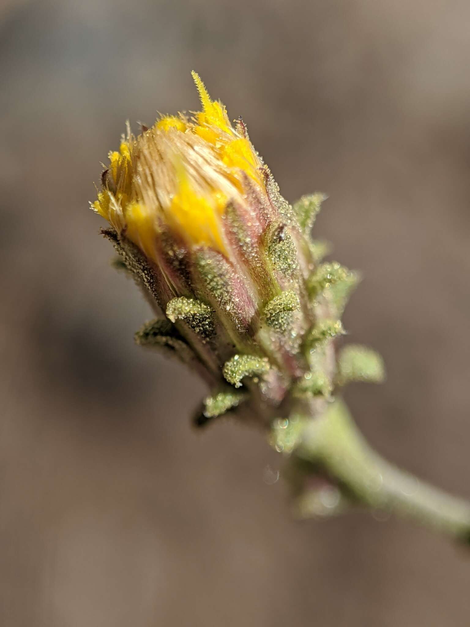 Image of Dieteria shastensis (A. Gray) D. W. Taylor