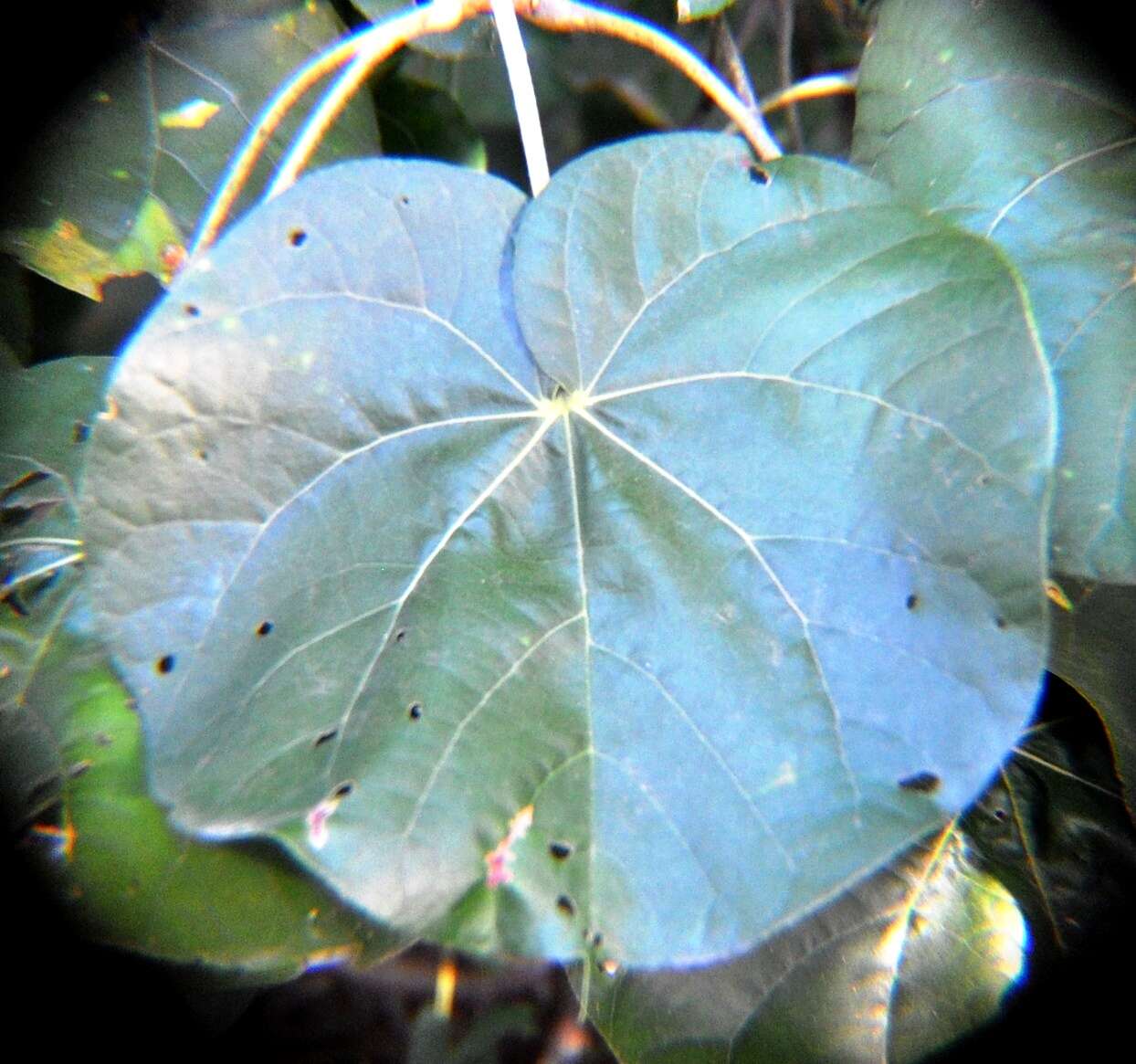 Imagem de Ficus abutilifolia (Miq.) Miq.