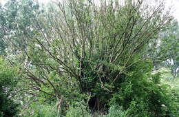 Image of Cornelian cherry dogwood