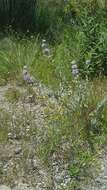 Image de Salvia leucophylla Greene