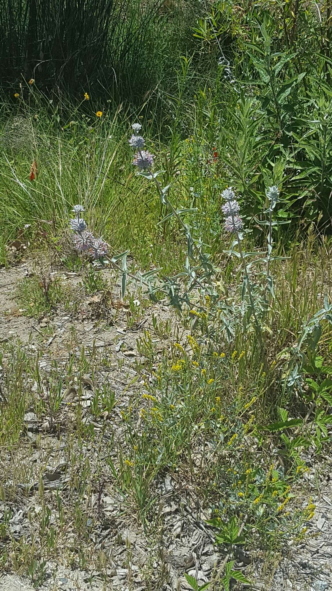 Image de Salvia leucophylla Greene