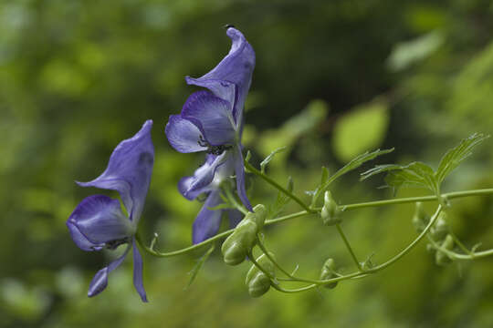 Image of Aconitum sczukinii Turcz.