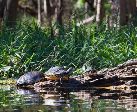 Image of Peninsula Cooter