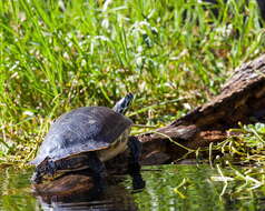 Image of Peninsula Cooter