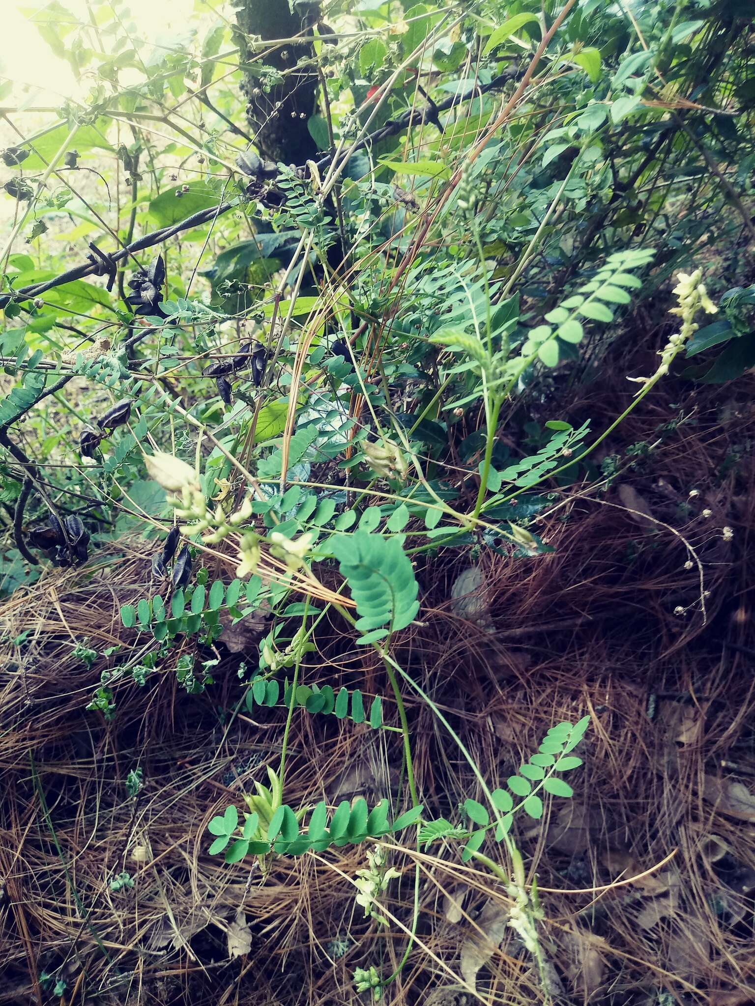 Image of Astragalus guatemalensis Hemsl.