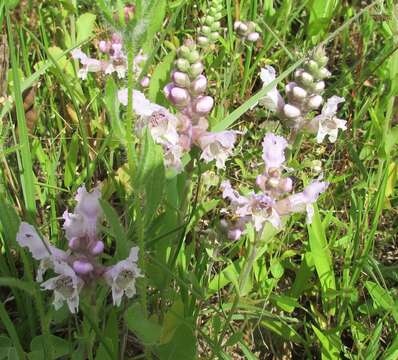 Image of rattlesnake flower