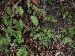 Image of Tanacetum corymbosum subsp. corymbosum