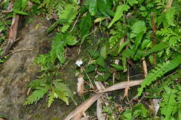 Vandellia scutellariiformis (T. Yamaz.) T. Yamaz. resmi
