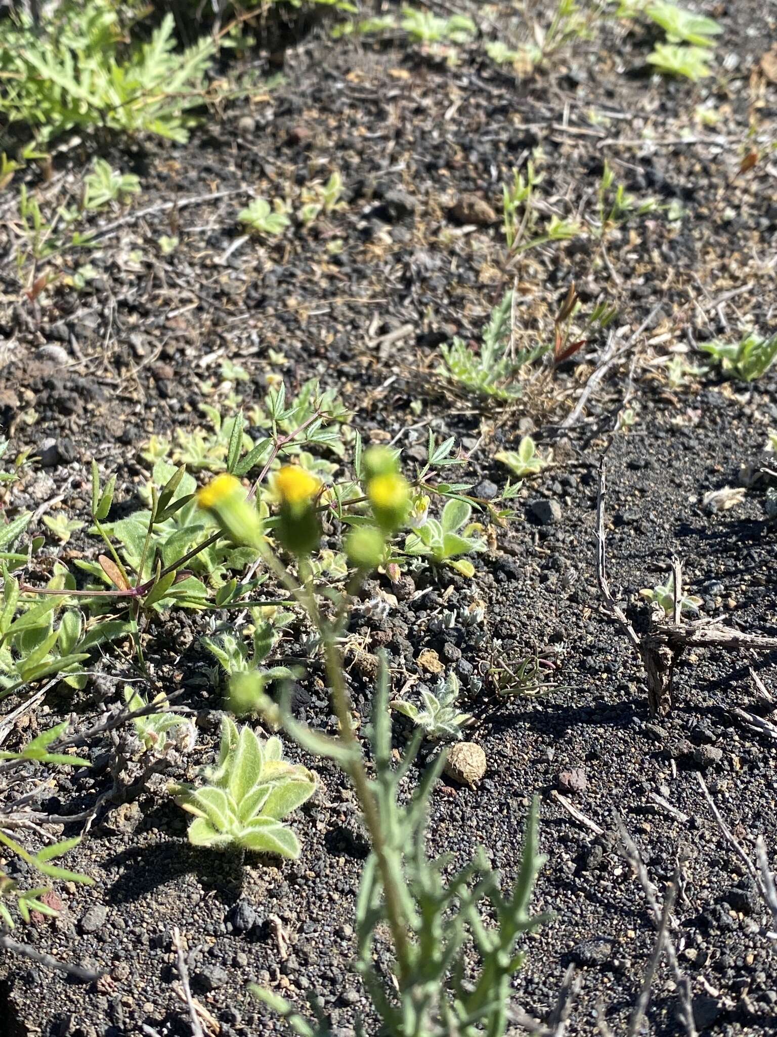 Plancia ëd Senecio glaucus L.