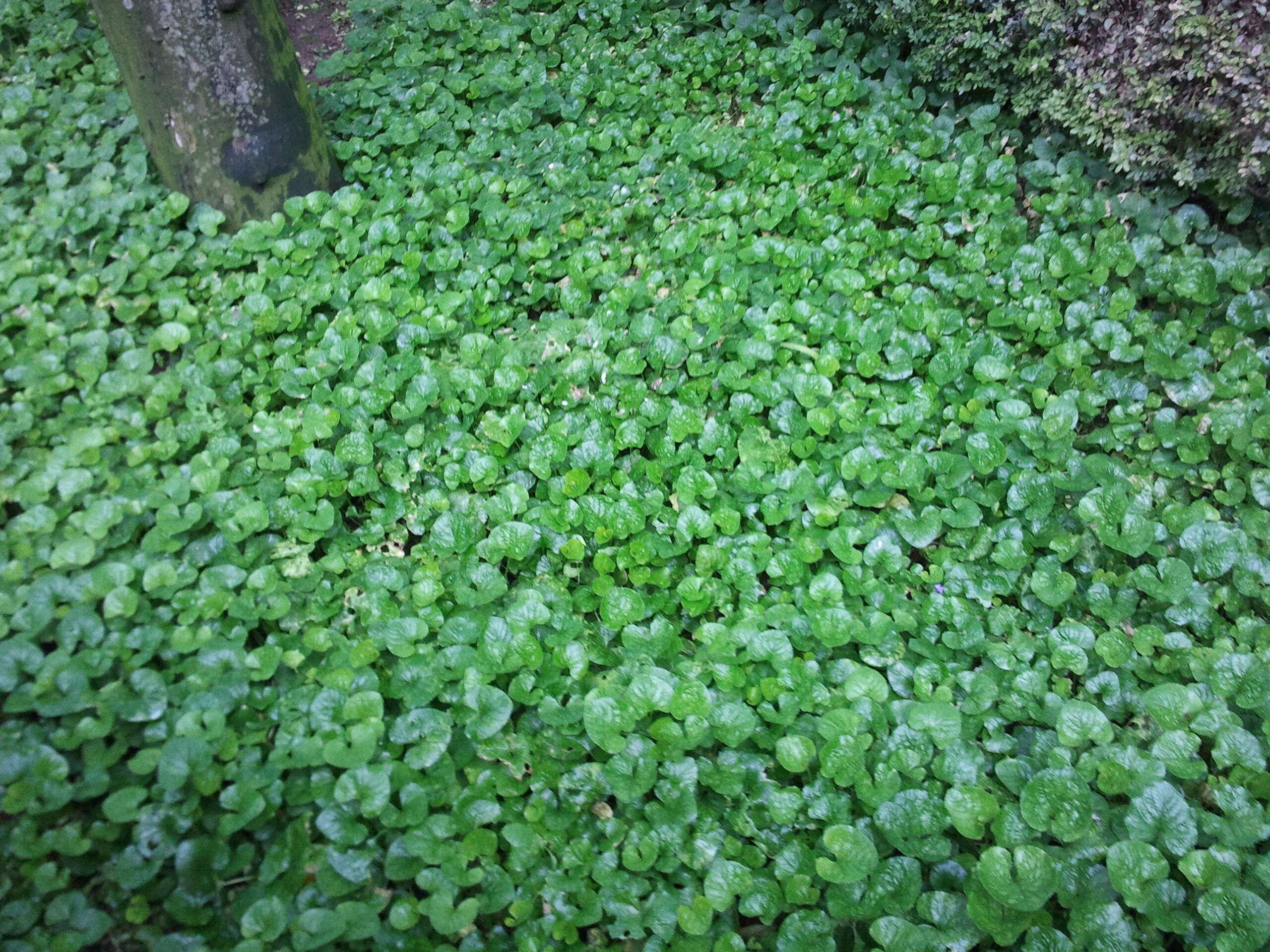 Image of Winter heliotrope