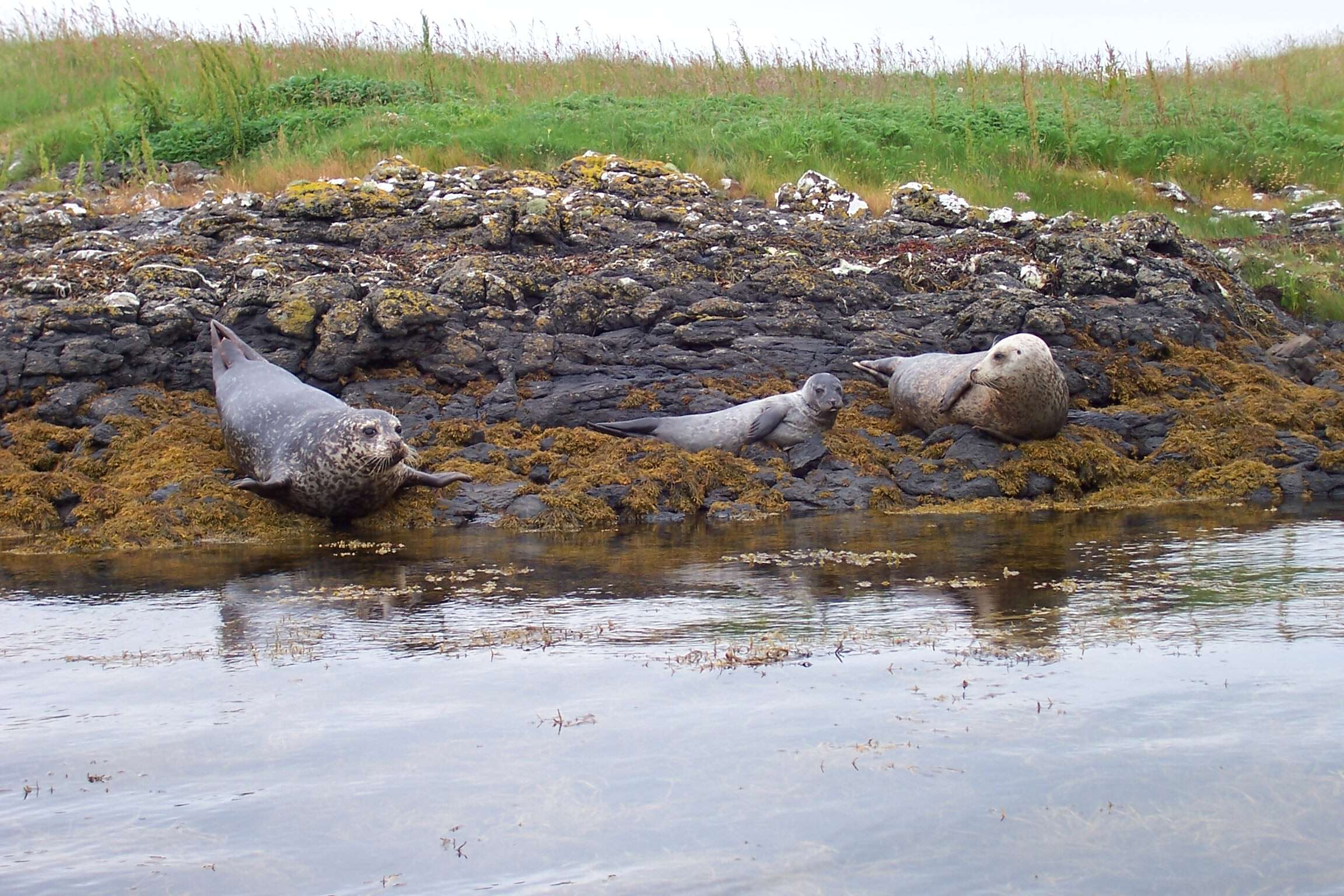 Image of Mediterranean Monk Seal