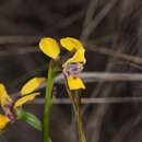 Image of Long-tailed donkey orchid