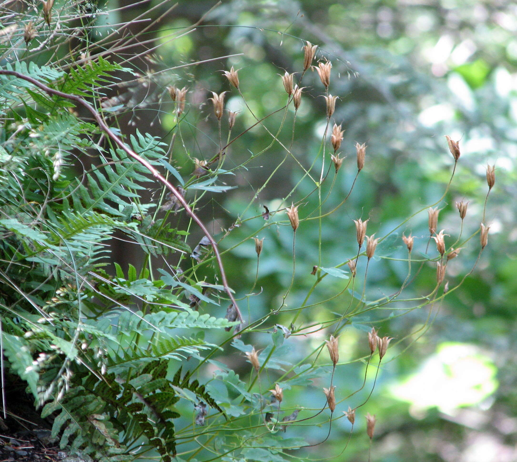 Image of red columbine