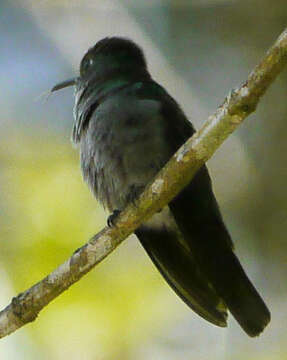 Image de Colibri vert et gris