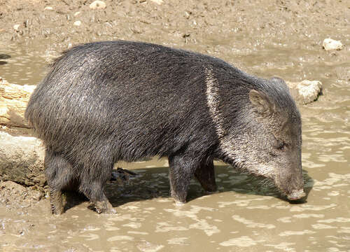 Imagem de Caititu, porco-do-mato