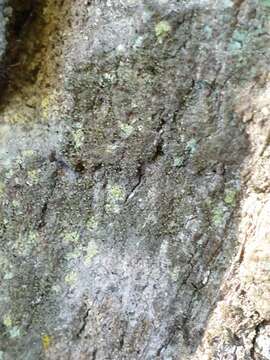 Image of needle lichen