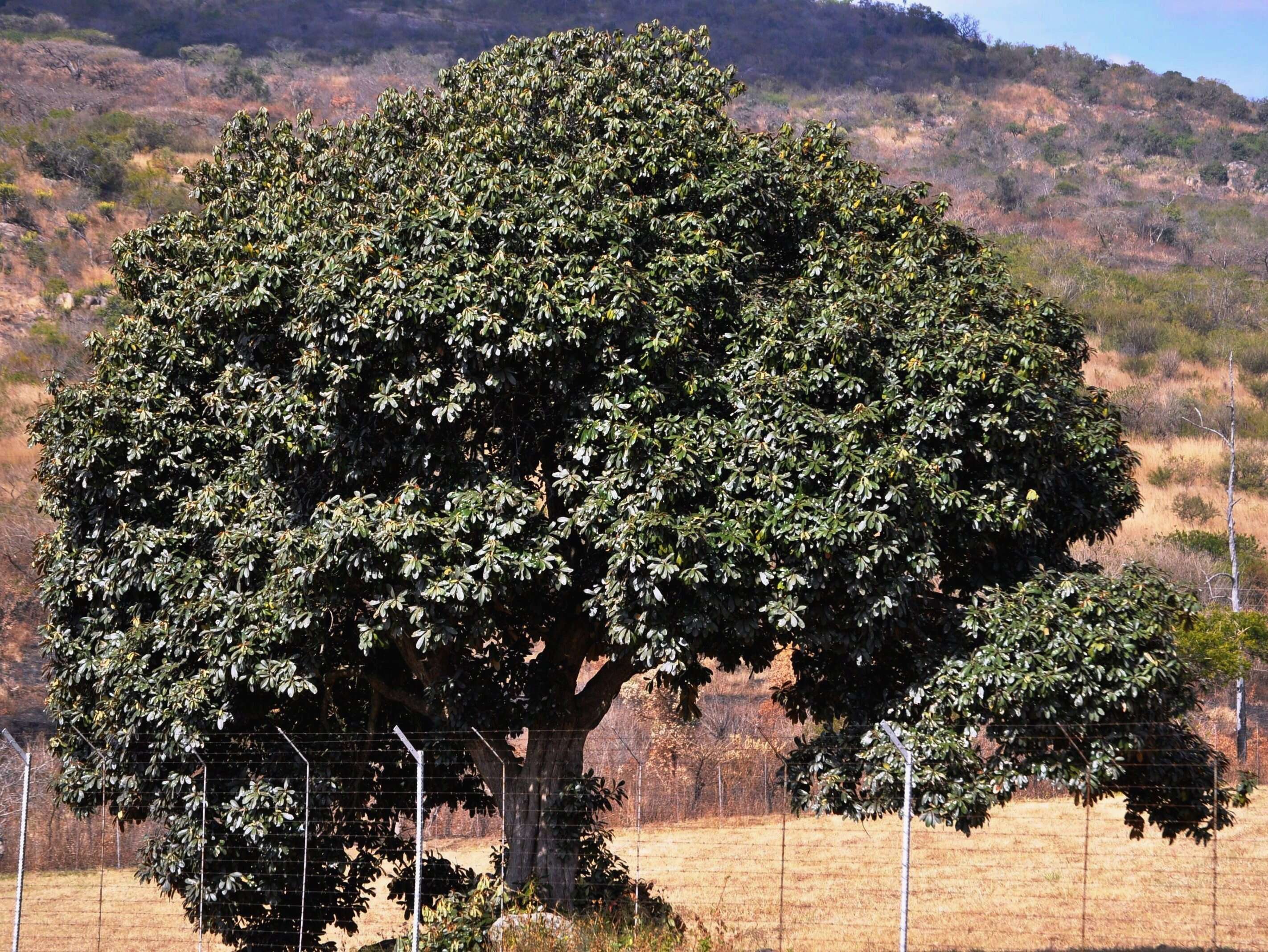 Image of Transvaal milk plum