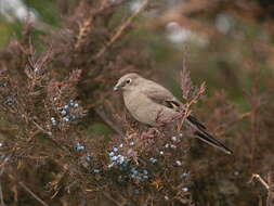 Image of Townsend's Solitaire