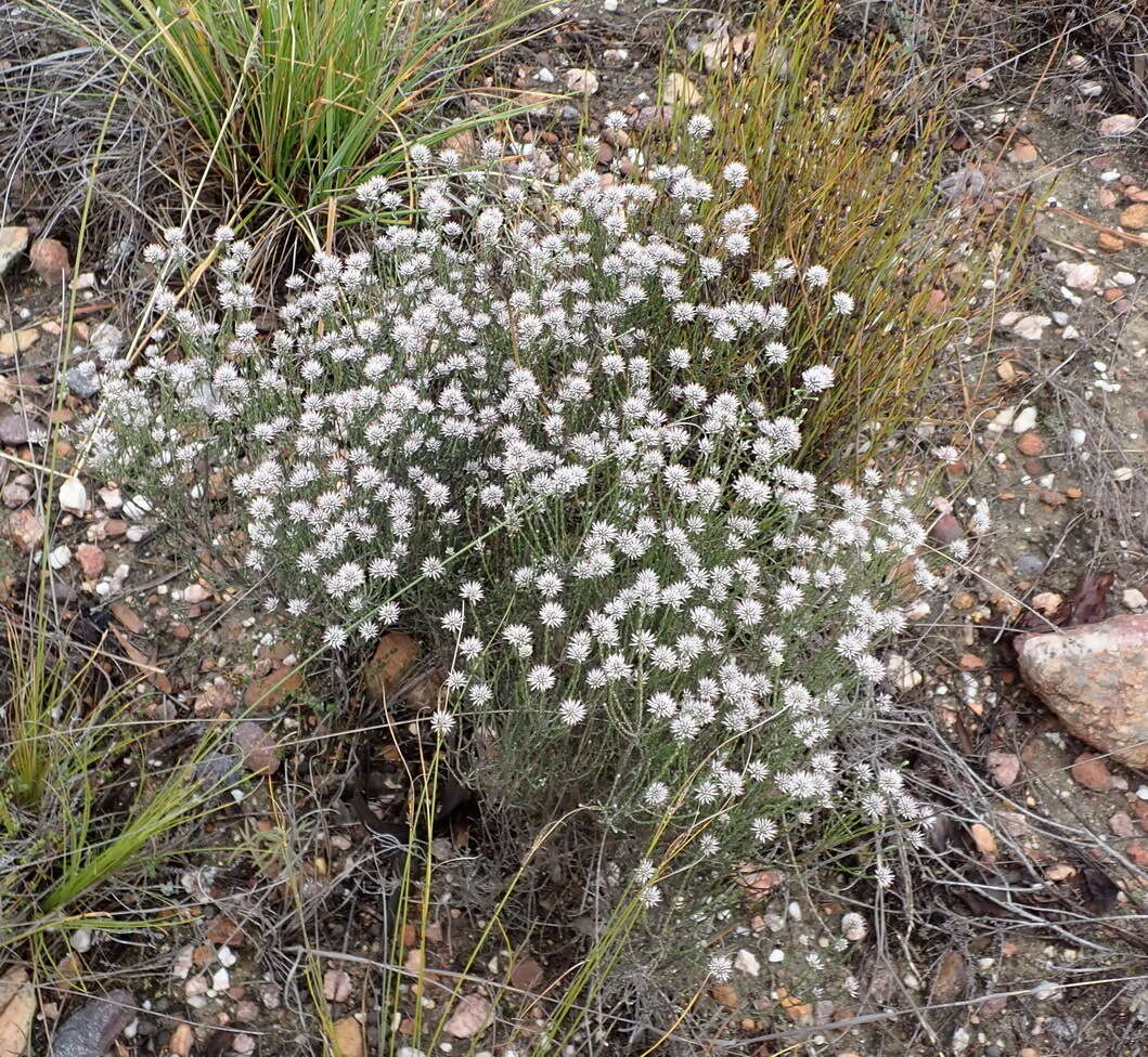 Image of Stoebe microphylla DC.