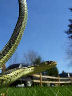 Image of Common Garter Snake