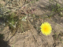 Image of smooth desertdandelion