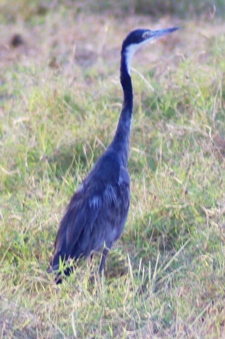 Image of Black-headed Heron