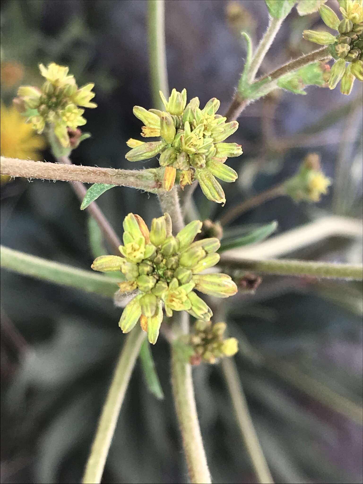 Image of winged buckwheat