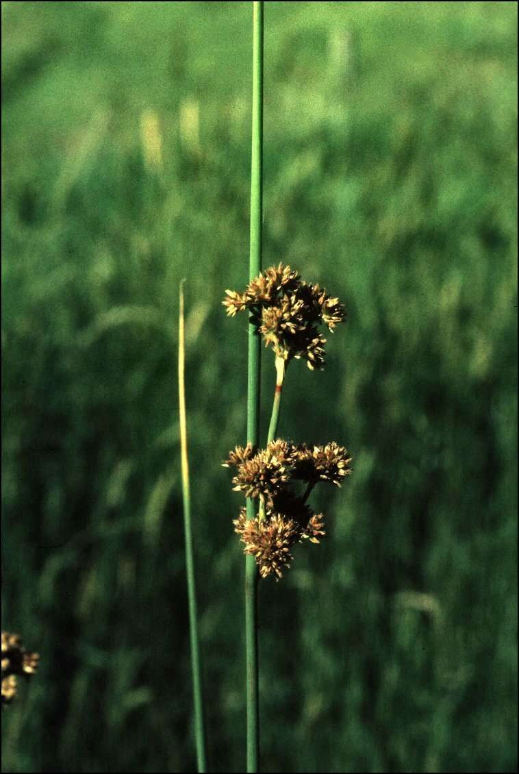 Image of Juncus australis J. D. Hook.