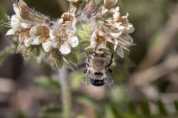 Image of Anthophora phaceliae Brooks 1988