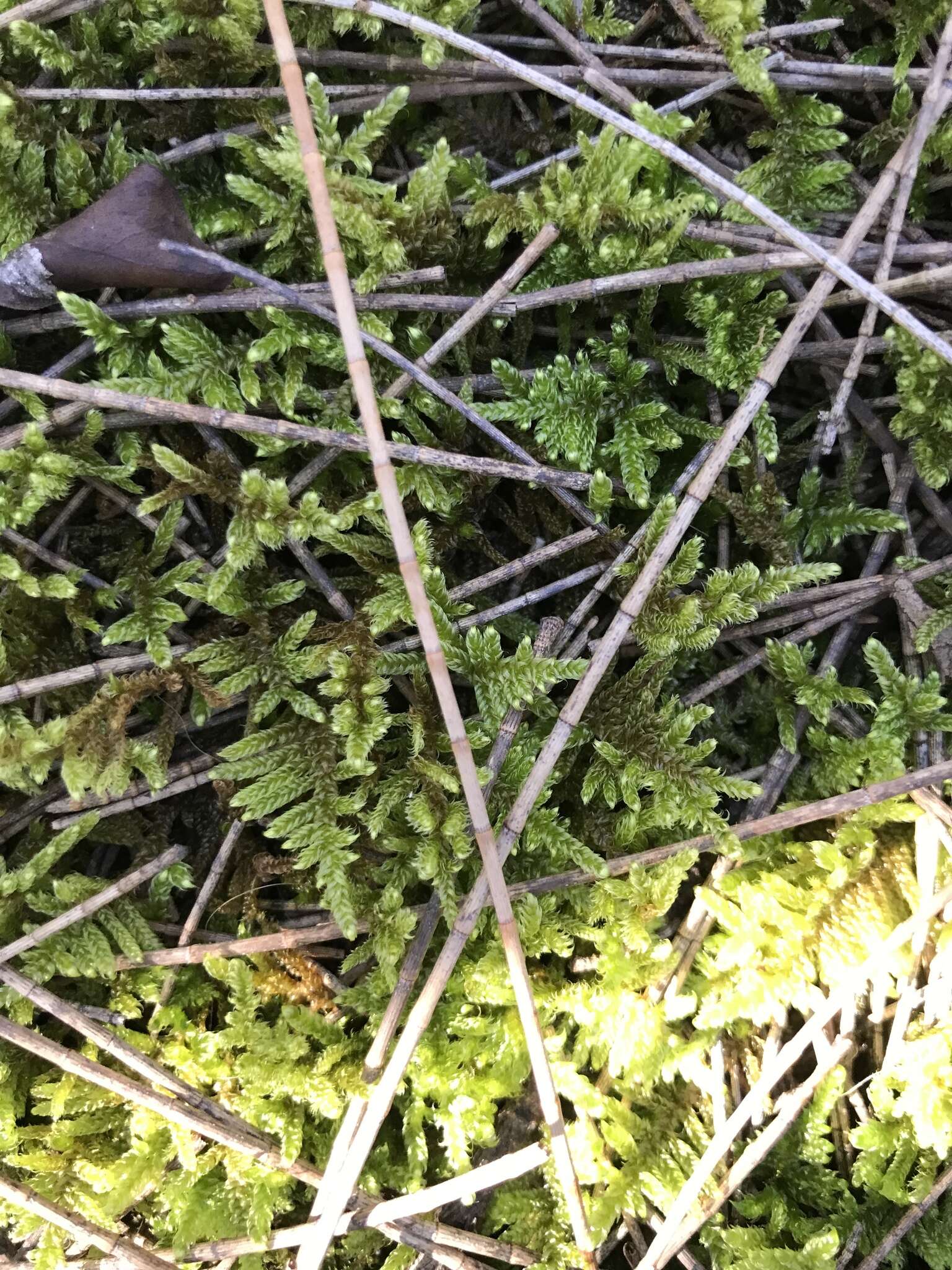 Image of Cypress-leaved plaitmoss