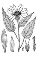 Image of prairie sunflower