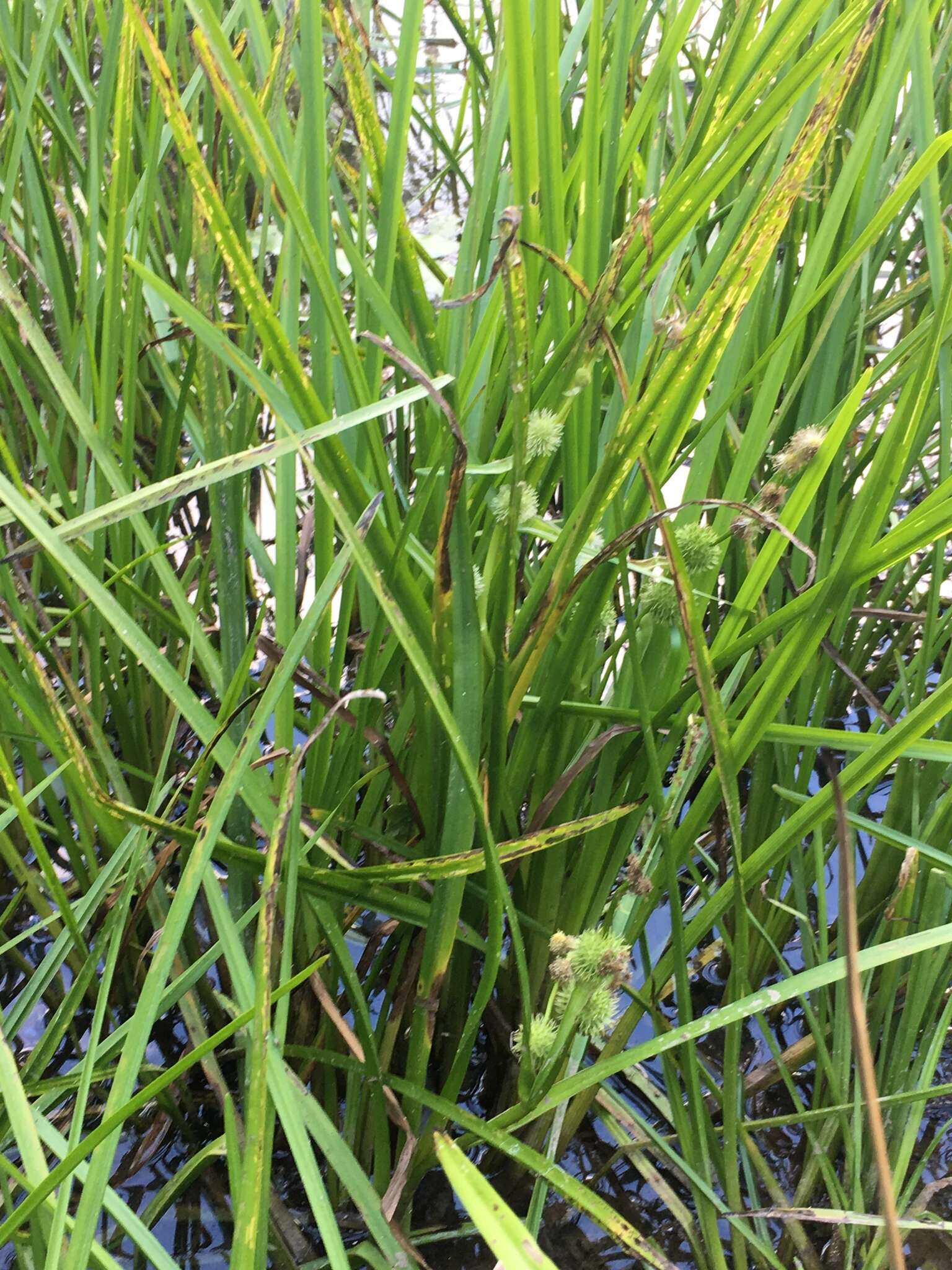 Image of American bur-reed