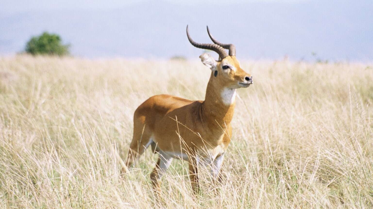 Image de Reduncinae