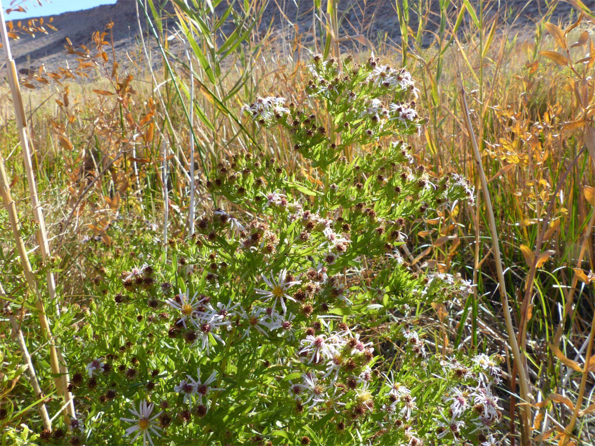 Symphyotrichum lanceolatum var. hesperium (A. Gray) G. L. Nesom的圖片