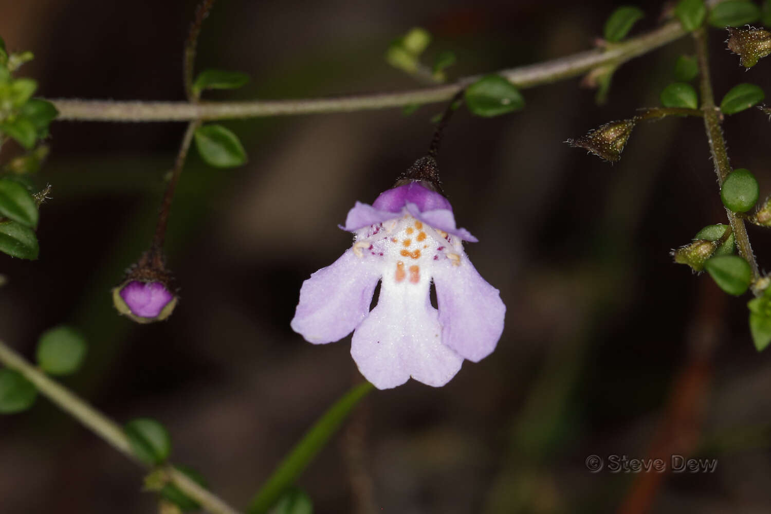 Prostanthera spinosa F. Muell. resmi