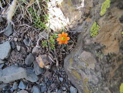 Слика од Calandrinia caespitosa Gill. ex Arn.