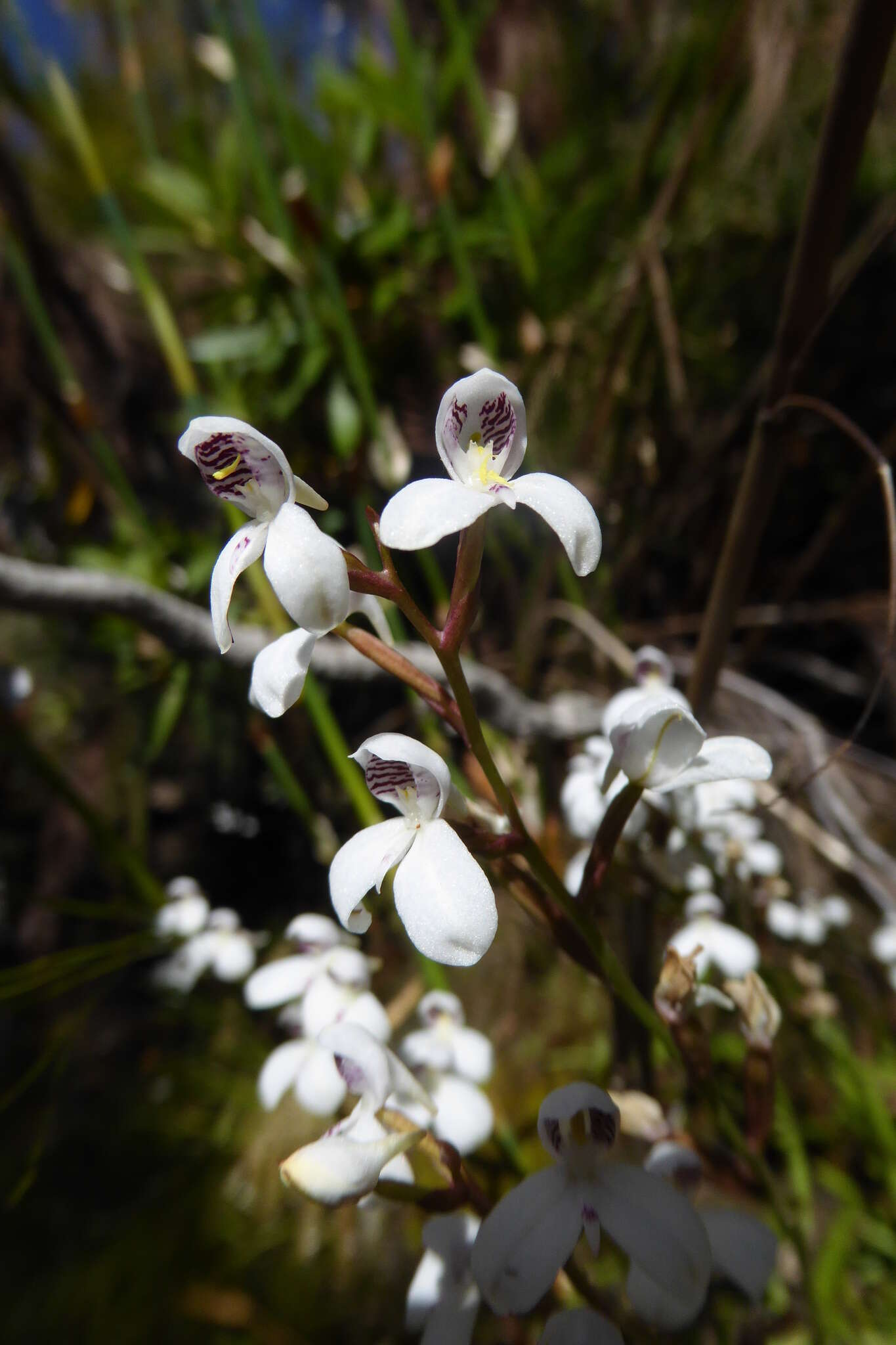 Imagem de Disa caulescens Lindl.