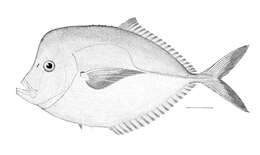 Image of Atlantic Moonfish